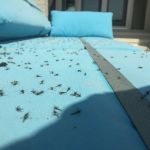 InvisaBarrier Mosquito Control
