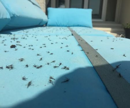 InvisaBarrier Mosquito Control