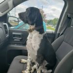 Jax Pest and Home Solutions
