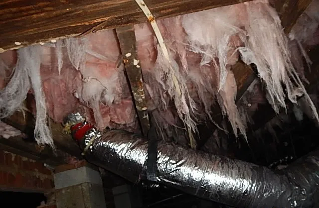 Quality Termite & Pest Control Picture 2