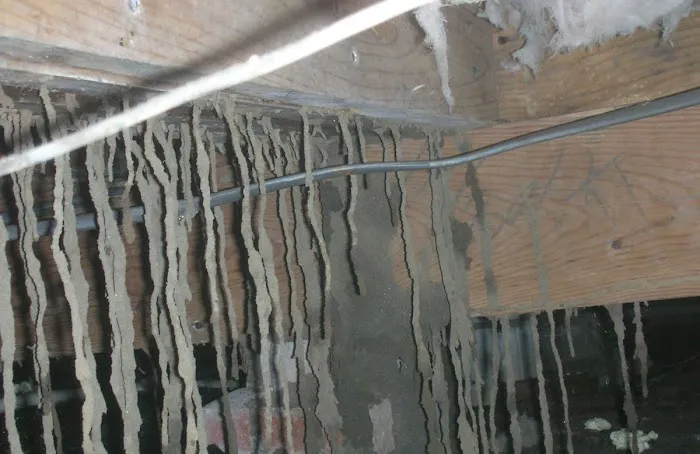 Quality Termite & Pest Control Picture 4