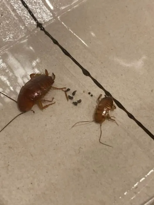 Eco Man Pest Solutions Picture 2