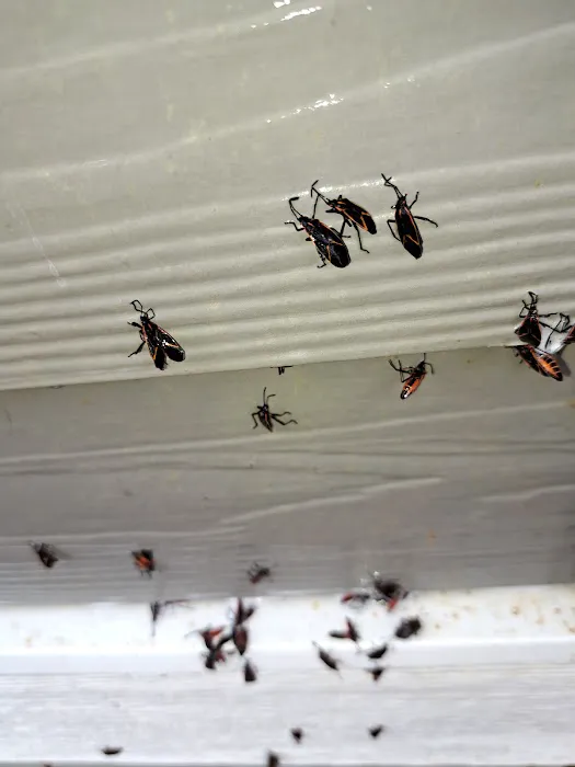 Eco Man Pest Solutions Picture 9