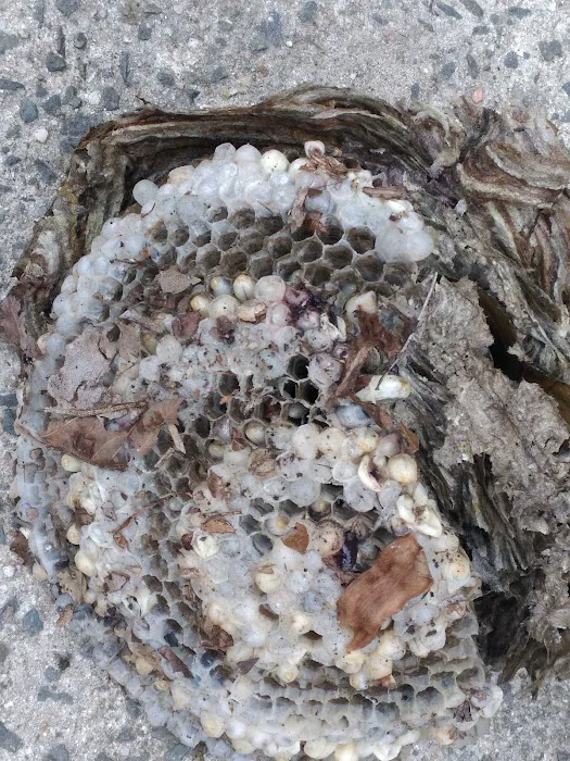 Eco Man Pest Solutions Picture 4