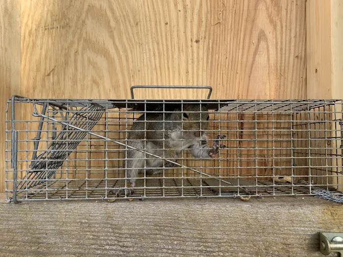 A Wildlife Pro Picture 4