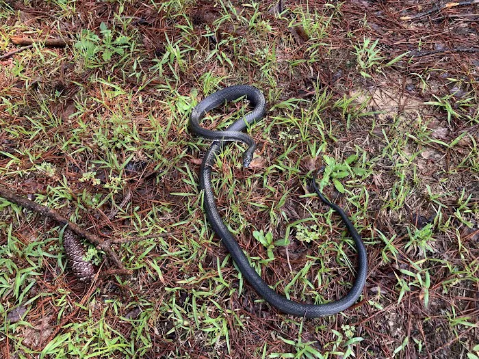 A Wildlife Pro Picture 6