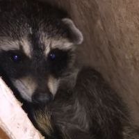 A Wildlife Pro ico