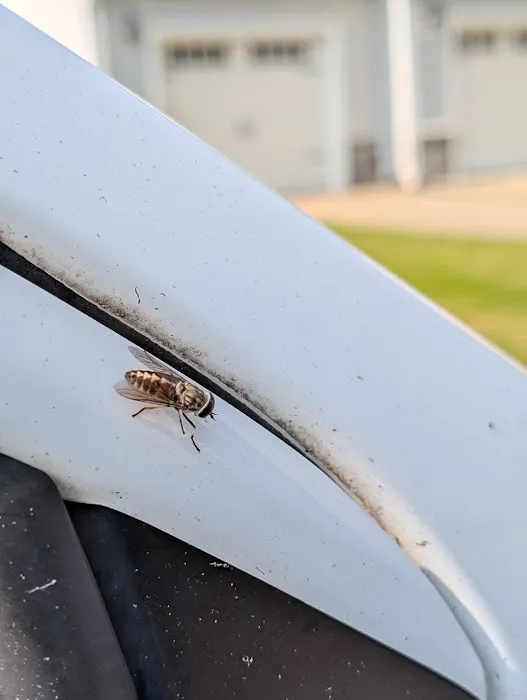 Kumo Pest Control Picture 2