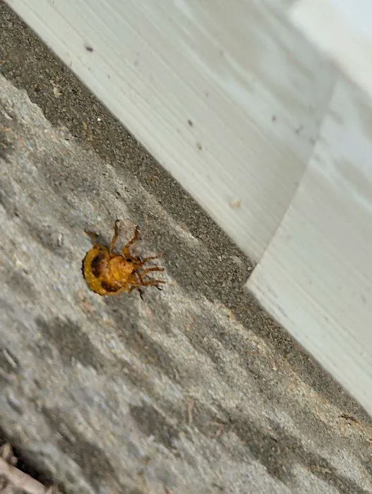 Kumo Pest Control Picture 7