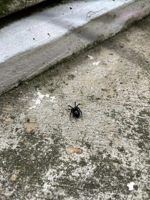 Kumo Pest Control Picture 1