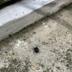 Kumo Pest Control