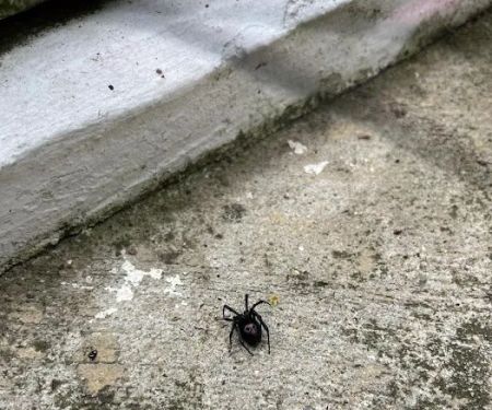 Kumo Pest Control