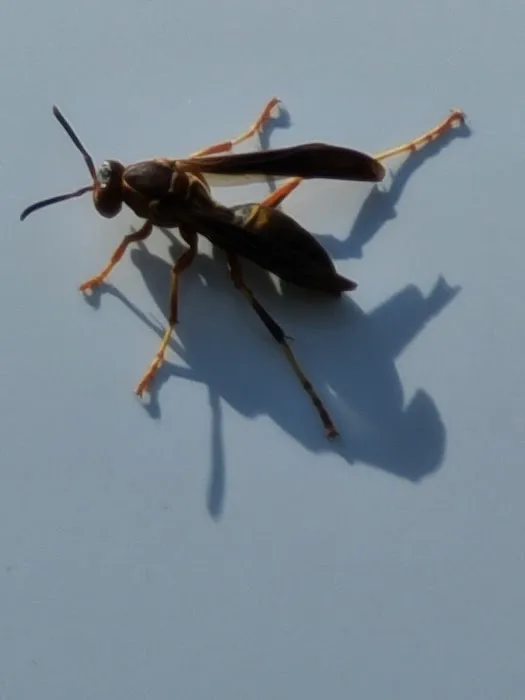 Neuse Termite & Pest Control Picture 9