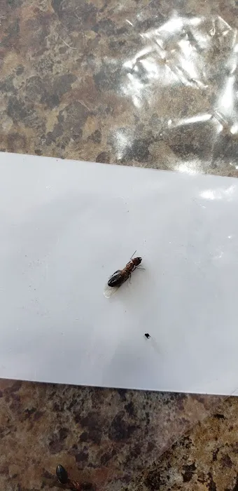 Neuse Termite & Pest Control Picture 5