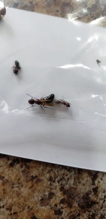 Neuse Termite & Pest Control Picture 4