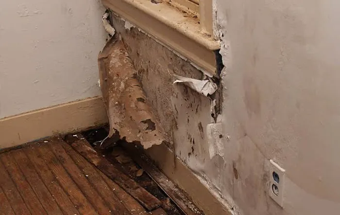 Pest & Termite Consultants Picture 10