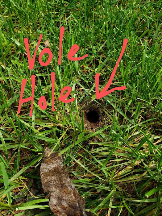 Freedom Wildlife Solutions & Pest Control Picture 4