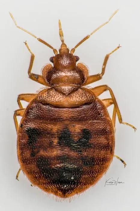 Wheeler Exterminating Picture 10