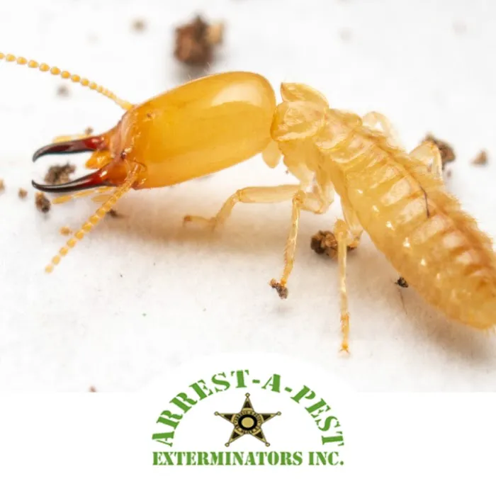 Arrest-A-Pest Exterminators, Inc. Picture 10