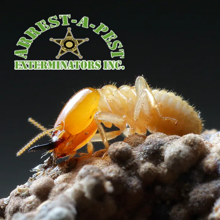 Arrest-A-Pest Exterminators, Inc. Picture 2