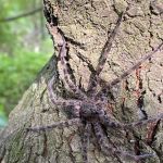 Arrest-A-Pest Exterminators, Inc.