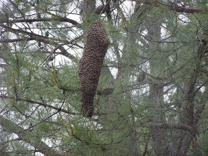 Bee Busters Picture 9