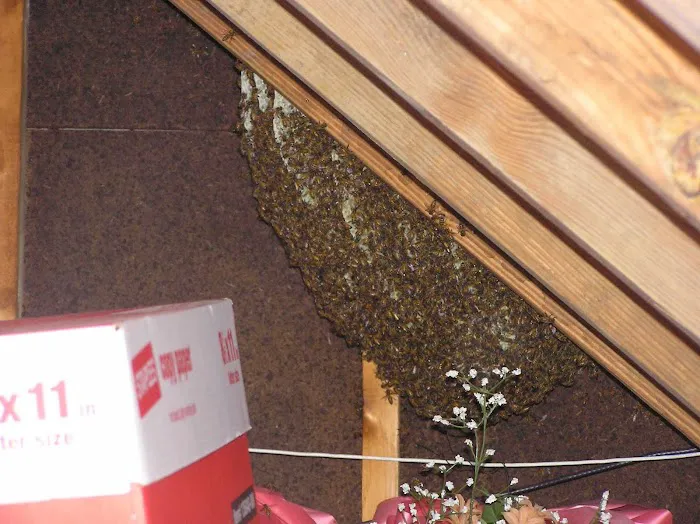 Bee Busters Picture 10