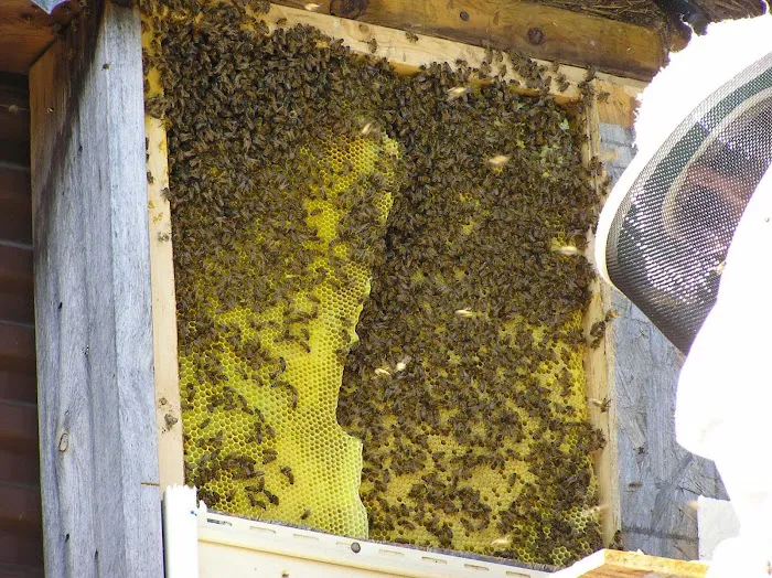Bee Busters Picture 5