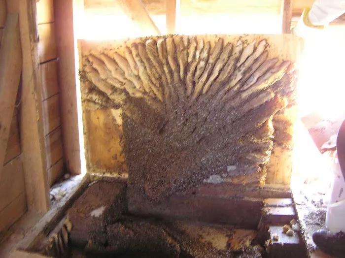 Bee Busters Picture 4