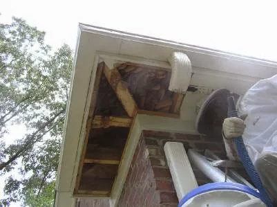 Bee Busters Picture 2