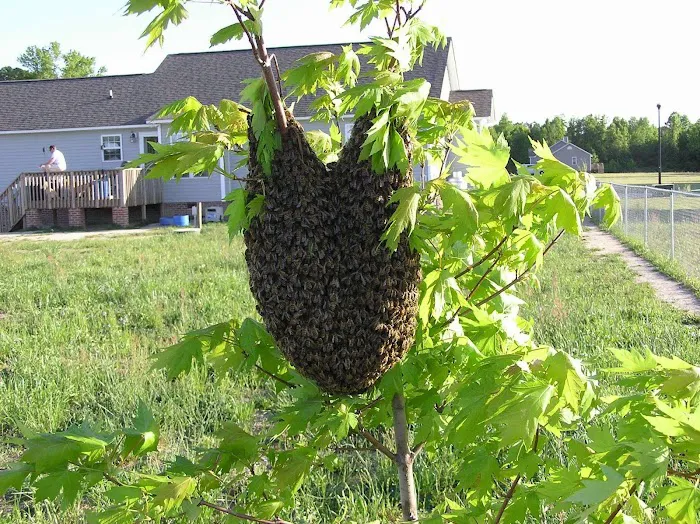 Bee Busters Picture 3