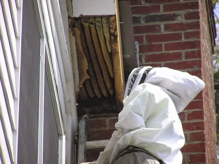 Bee Busters Picture 1