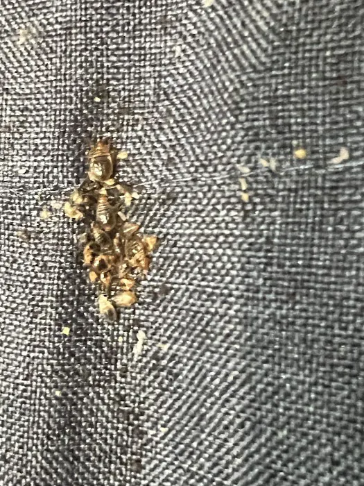 A1 Bed Bug Exterminator Raleigh Picture 4