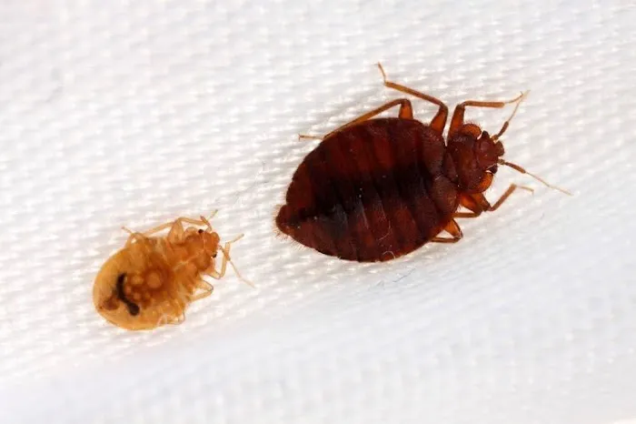 A1 Bed Bug Exterminator Raleigh Picture 7