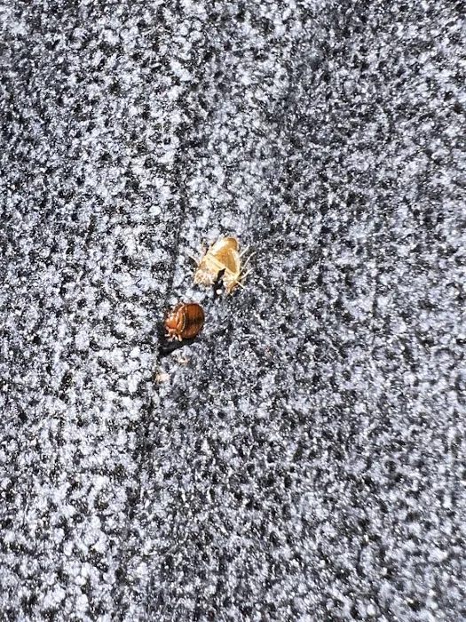 A1 Bed Bug Exterminator Raleigh Picture 8