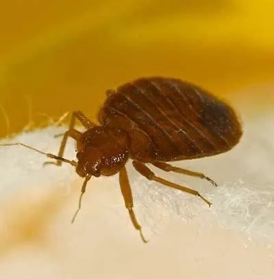 A1 Bed Bug Exterminator Raleigh Picture 2