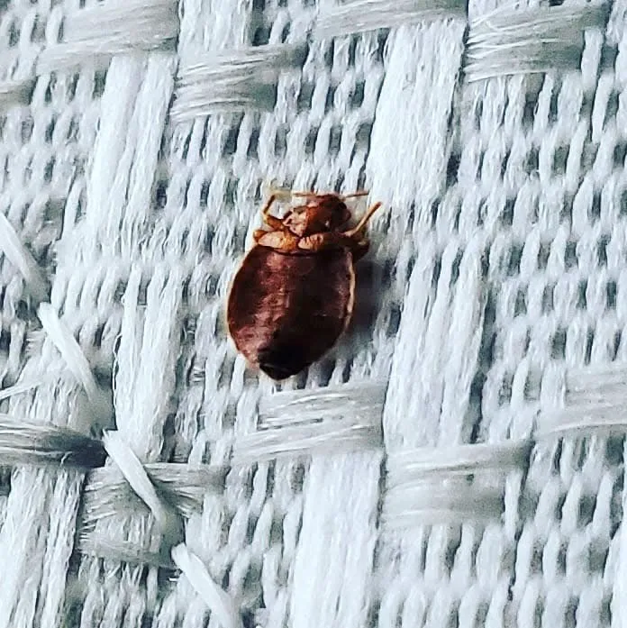 A1 Bed Bug Exterminator Raleigh Picture 3