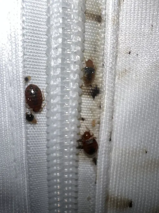 A1 Bed Bug Exterminator Raleigh Picture 10