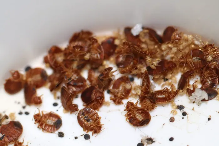 A1 Bed Bug Exterminator Raleigh Picture 9