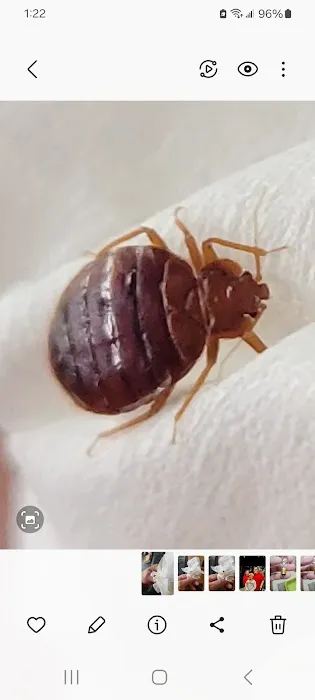 A1 Bed Bug Exterminator Raleigh Picture 1