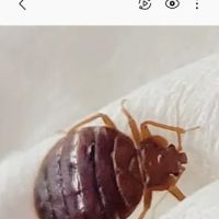 A1 Bed Bug Exterminator Raleigh ico