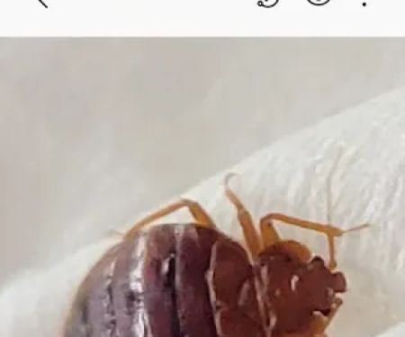 A1 Bed Bug Exterminator Raleigh