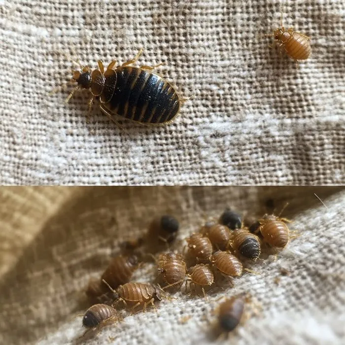 A1 Bed Bug Exterminator Raleigh Picture 5