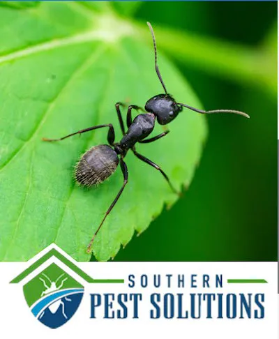 Southern Pest Solutions, Inc Picture 6