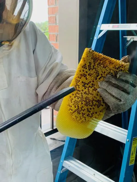 Southern Pest Solutions, Inc Picture 8