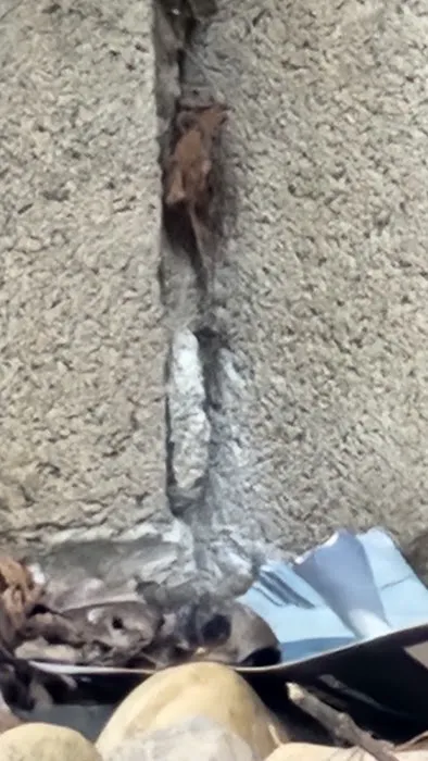 Insight Pest Solutions - Toledo Picture 5