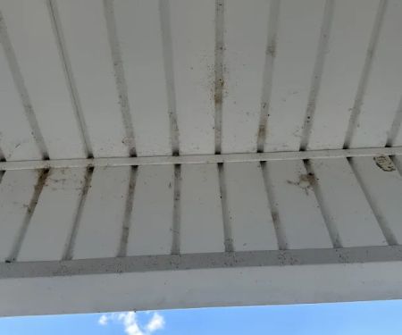 Insight Pest Solutions - Toledo