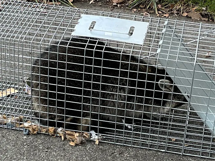 Critter Control of Toledo Picture 3