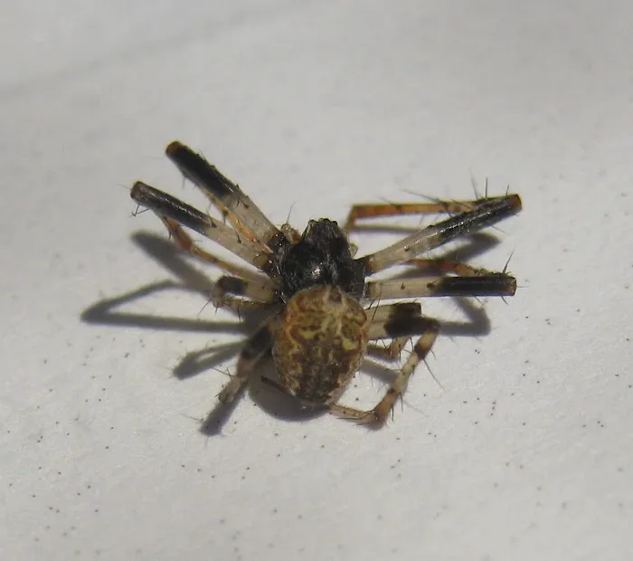 Frame's Pest Control, Inc. Picture 1