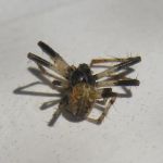 Frame's Pest Control, Inc.
